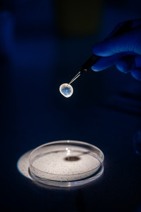 Menschliche Spenderhornhäute wie diese sind selten. Forschende der Universität Oldenburg arbeiten deshalb daran, aus Resten solcher Spenden Gewebematerial zu züchten, das bei Hornhauttransplantationen zum Einsatz kommen soll. Foto: Lukas Lehmann / Universität Oldenburg